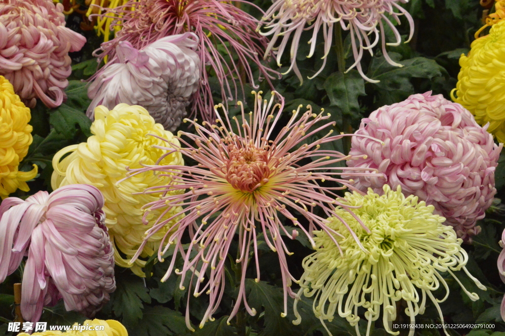 菊花