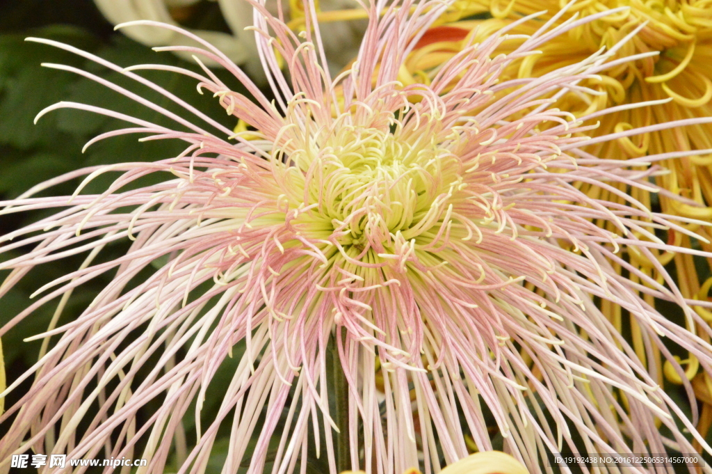 菊花