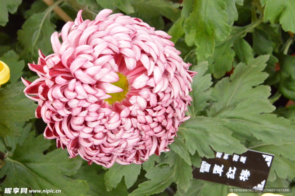 菊花