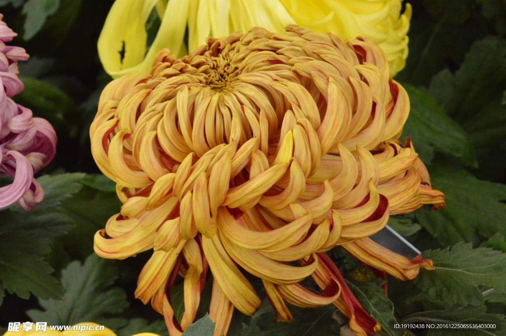 菊花