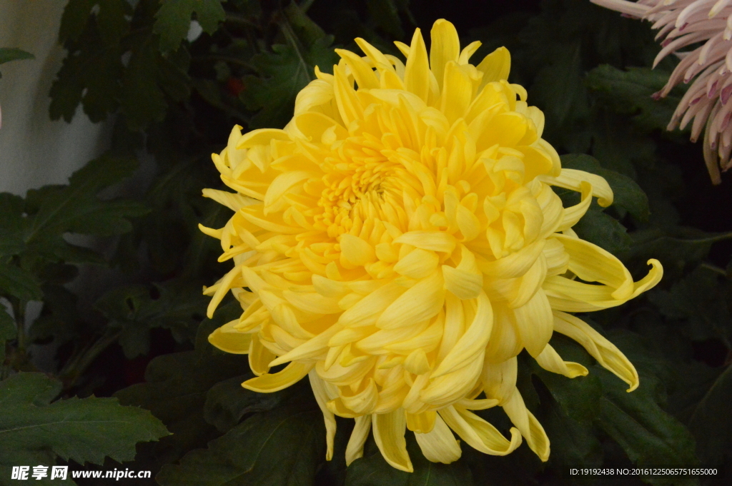 菊花