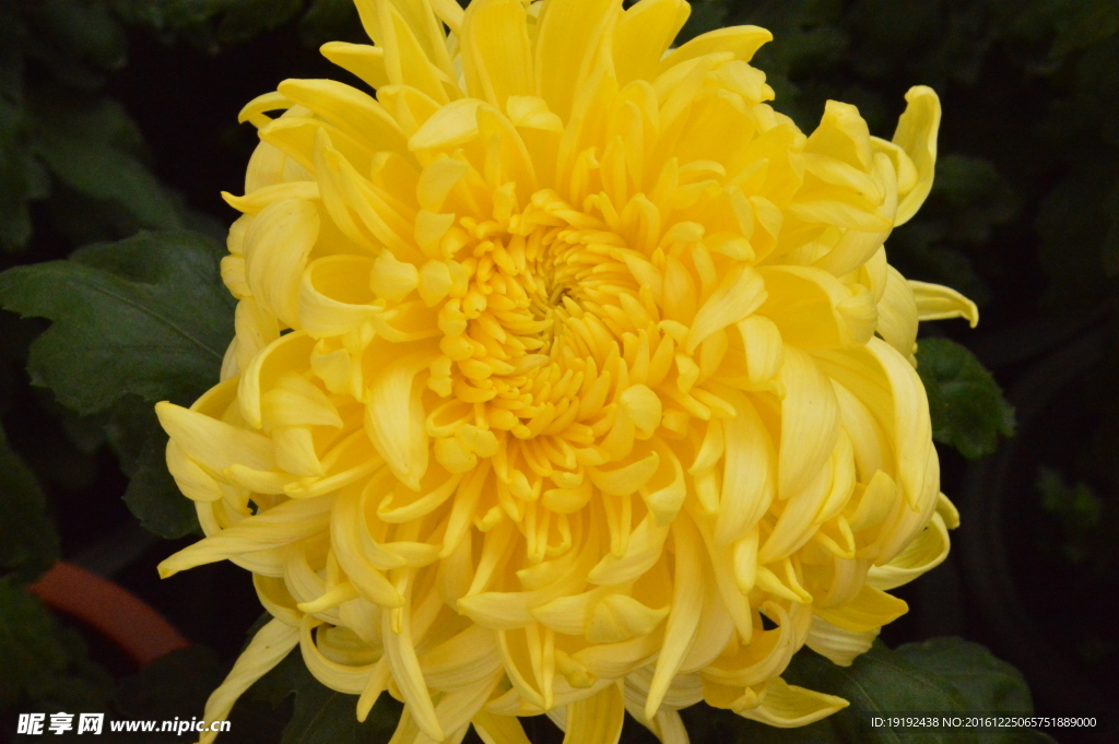 菊花