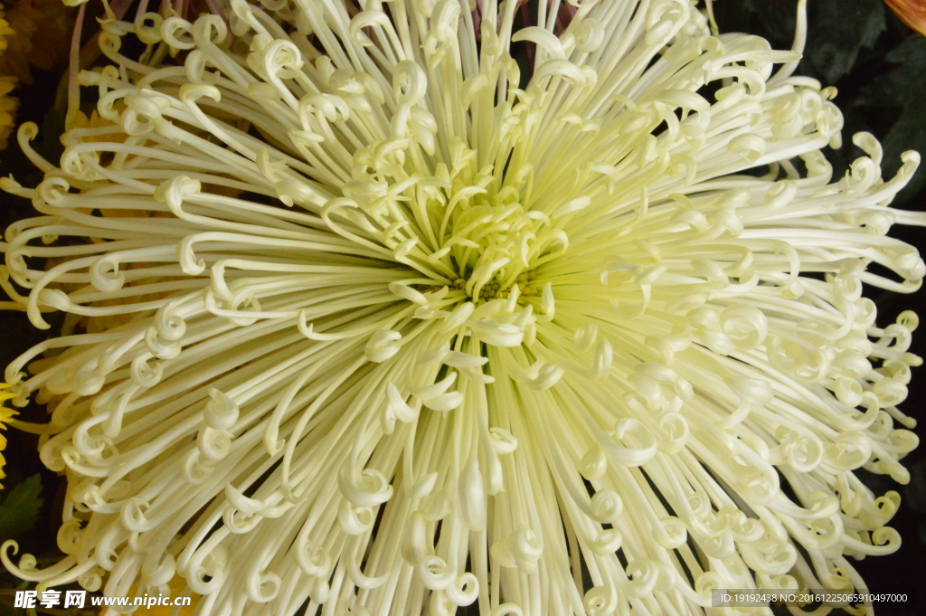 菊花