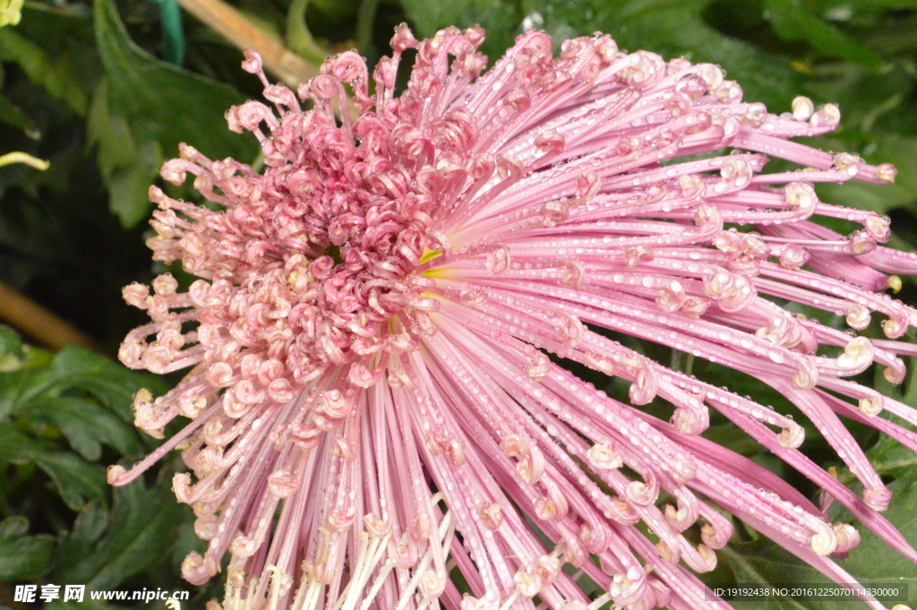 菊花