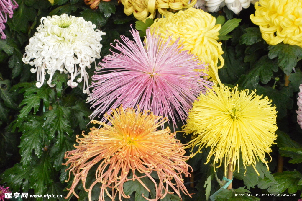 菊花