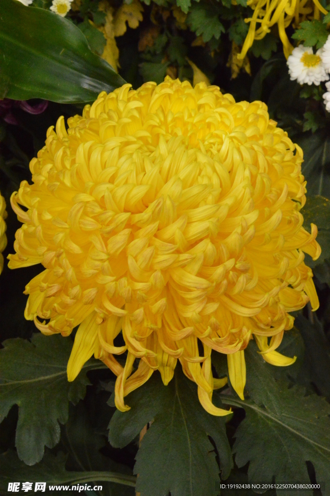 菊花