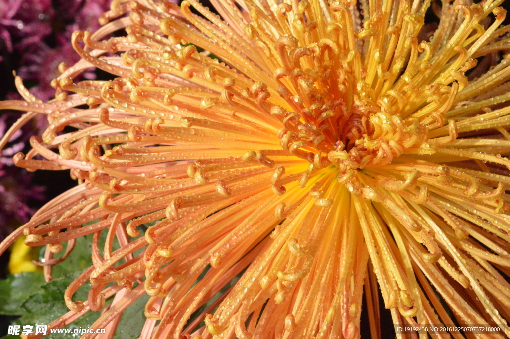 菊花