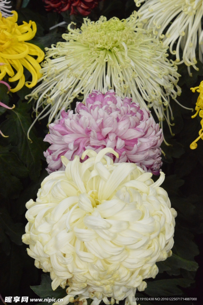 菊花