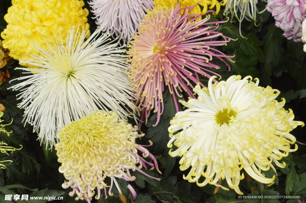 菊花