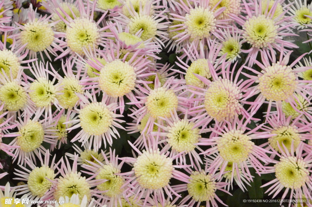 菊花
