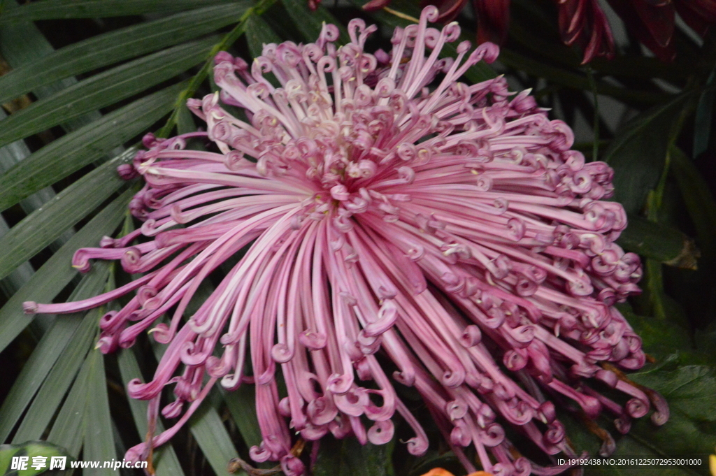 菊花
