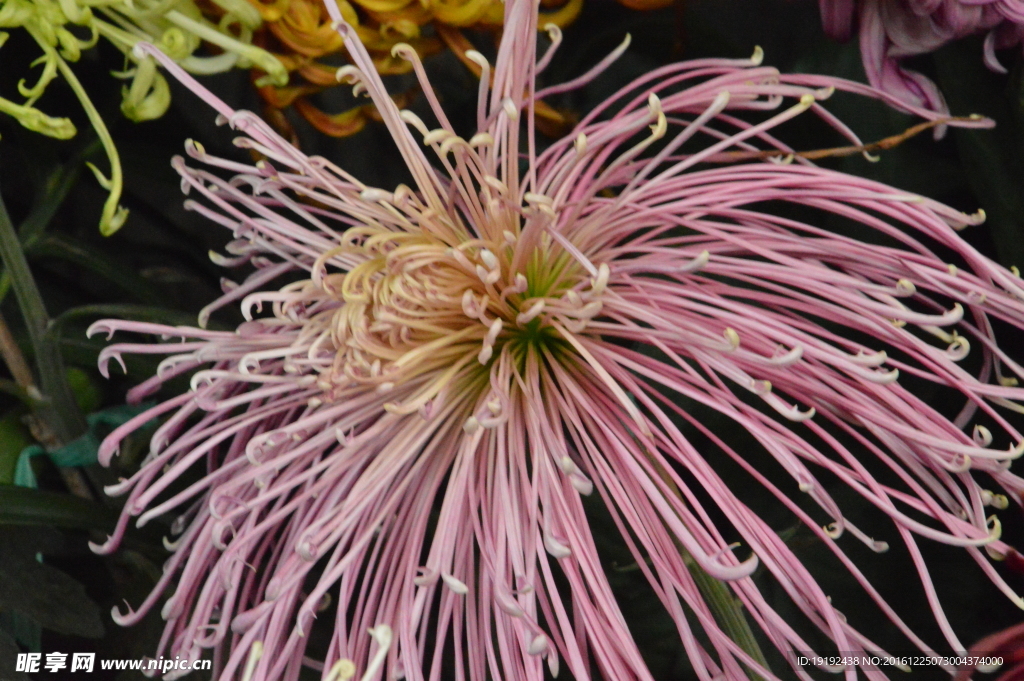 菊花