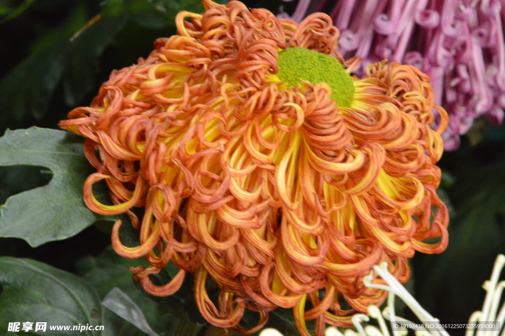菊花