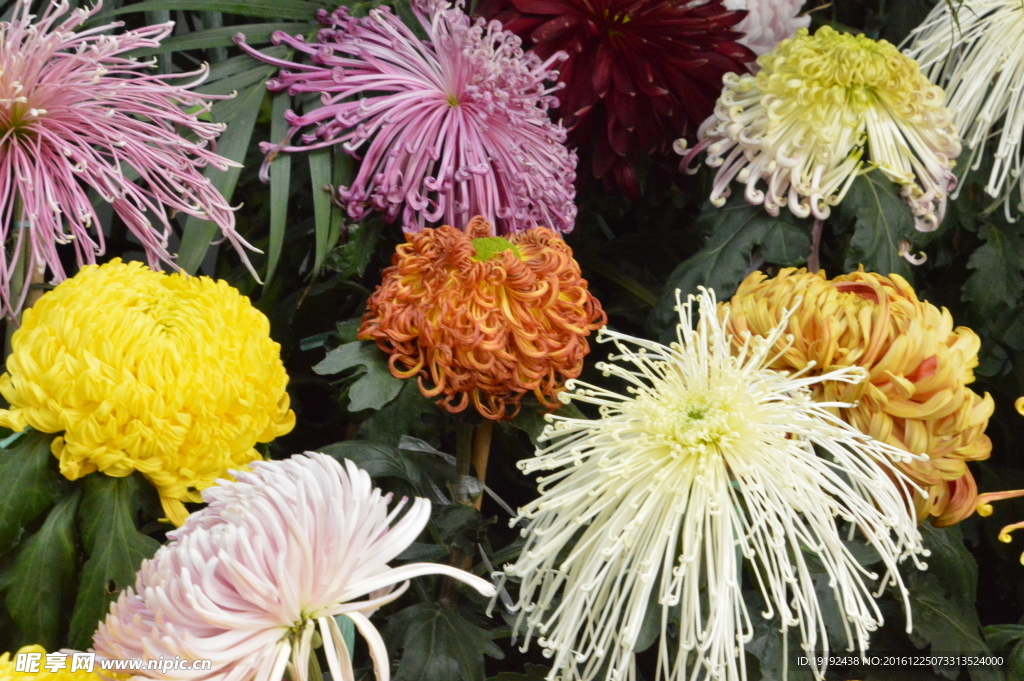 菊花