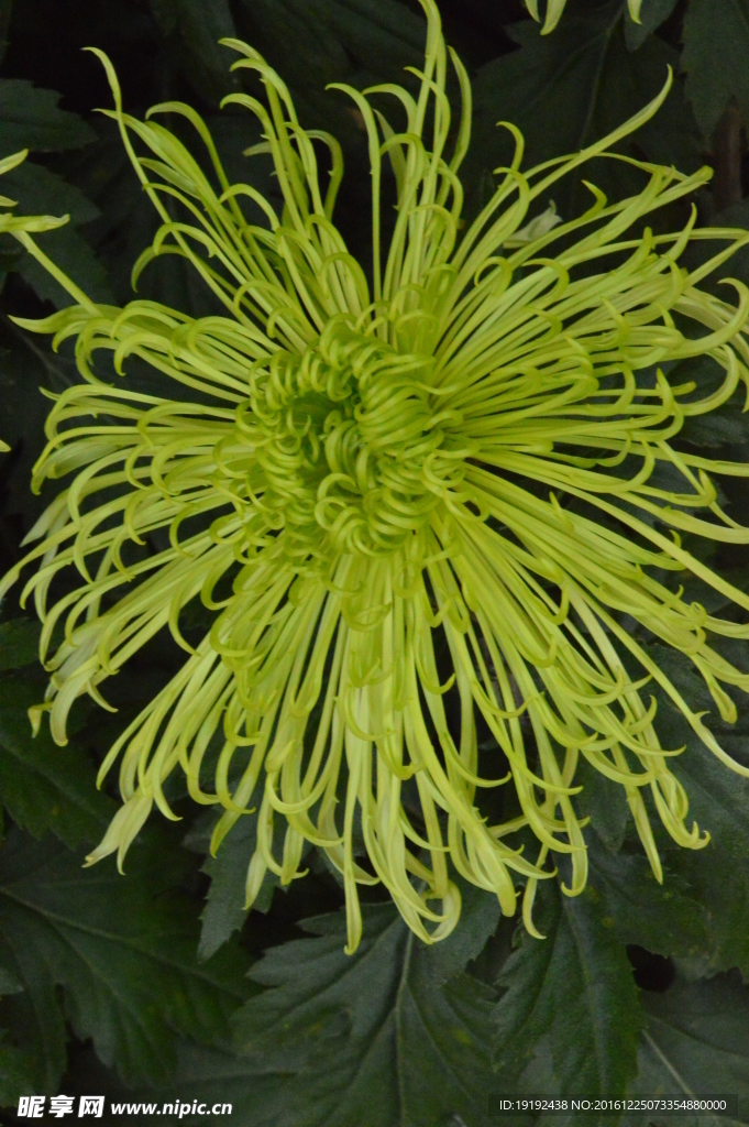 菊花