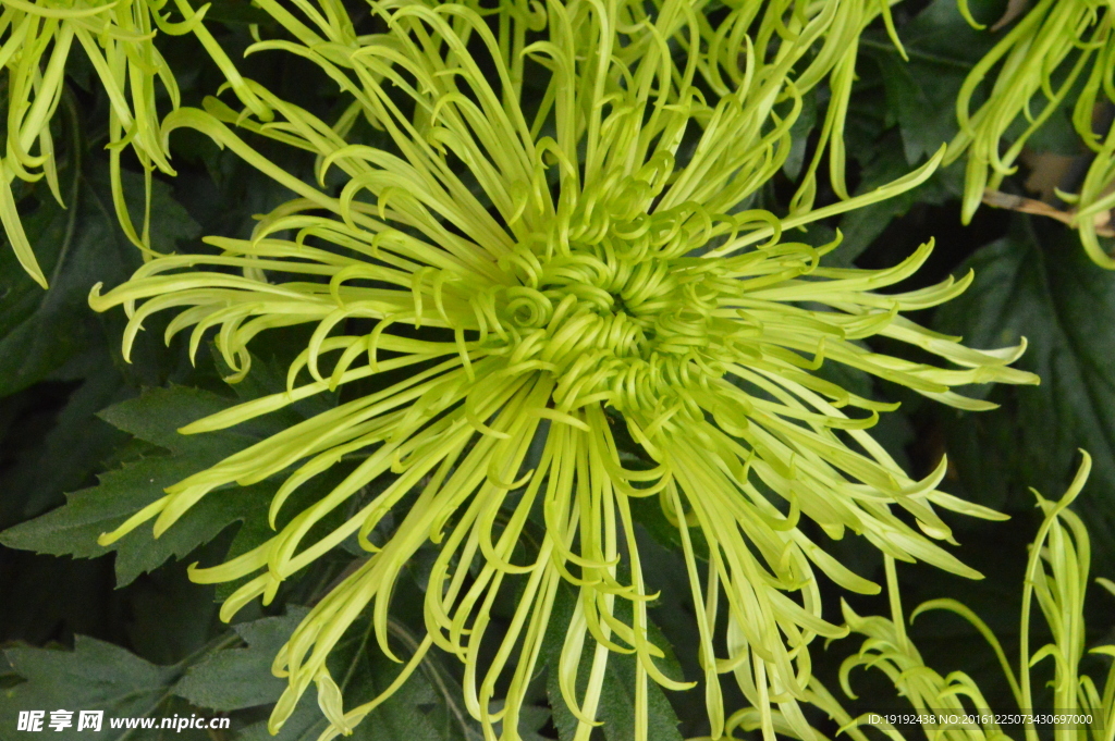 菊花