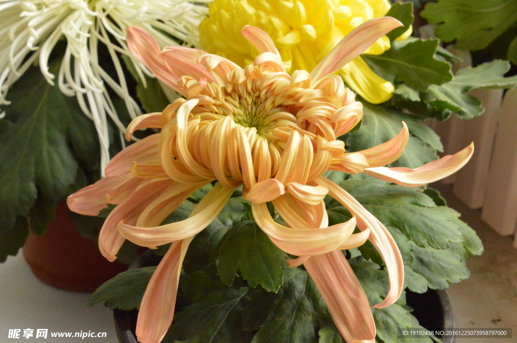 菊花