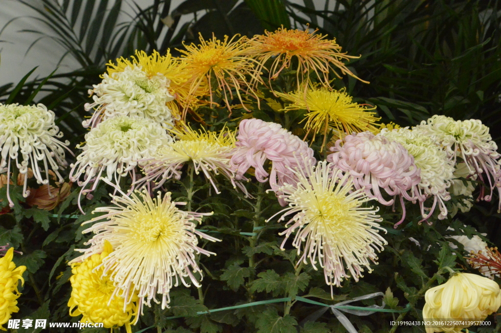 菊花