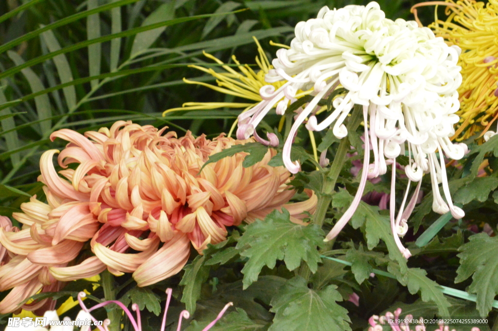 菊花