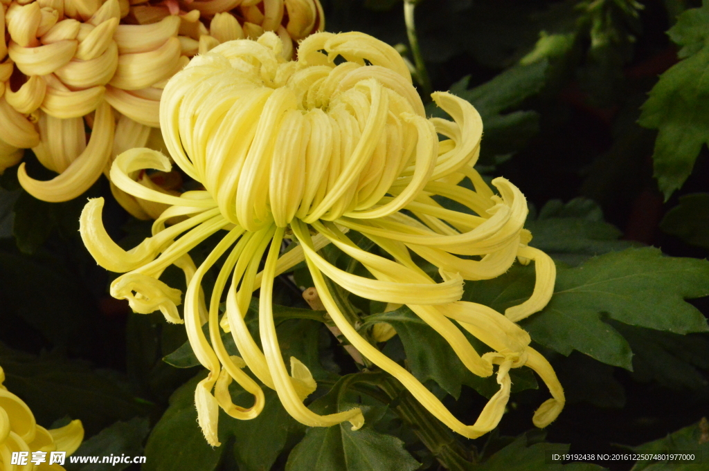 菊花