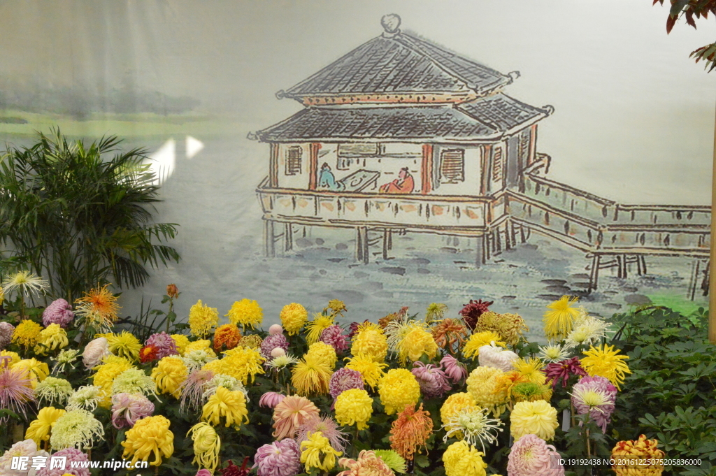 菊花