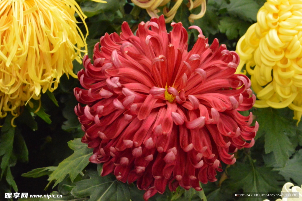 菊花