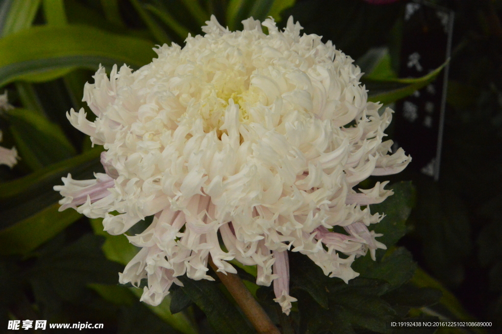 菊花
