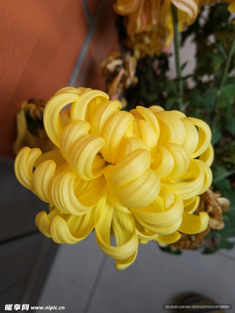 菊花