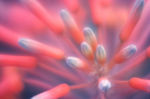 花瓣意境 花瓣背景 花瓣底纹