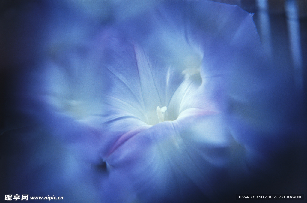 花瓣意境 花瓣背景 花瓣底纹