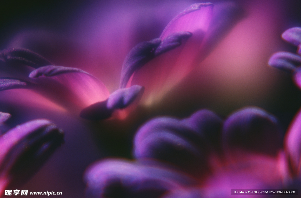花瓣意境 花瓣背景 花瓣底纹