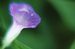 花瓣意境 花瓣背景 花瓣底纹