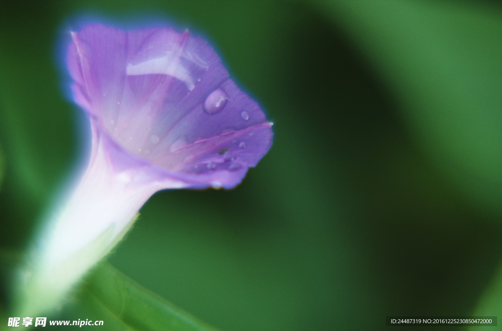 花瓣意境 花瓣背景 花瓣底纹