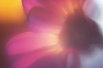 花瓣意境 花瓣背景 花瓣底纹