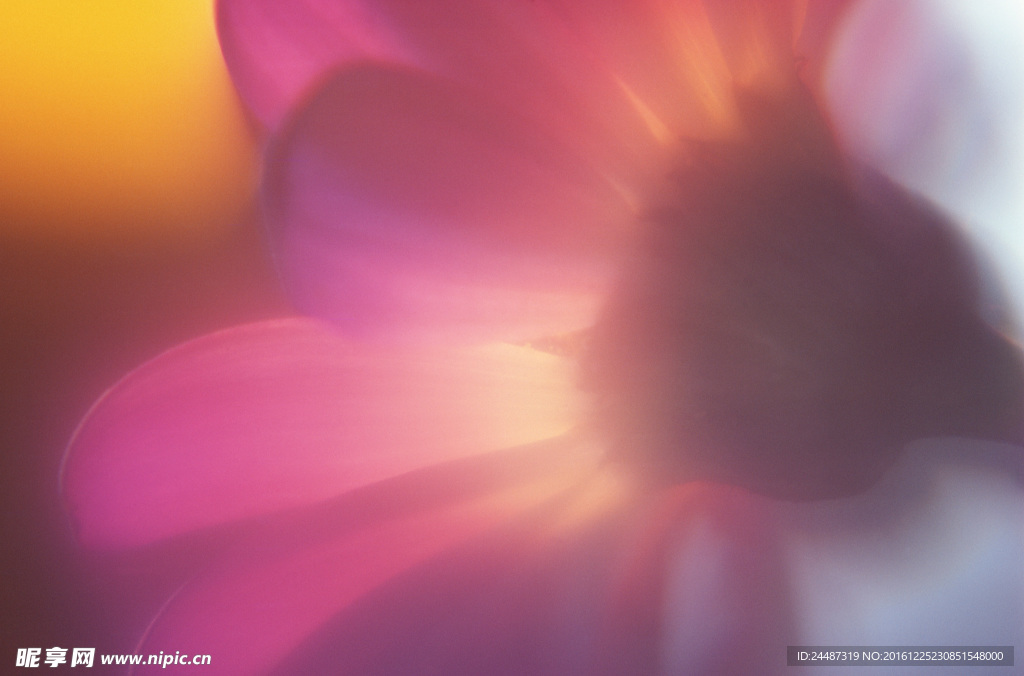 花瓣意境 花瓣背景 花瓣底纹