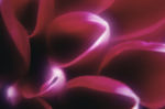 花瓣意境 花瓣背景 花瓣底纹