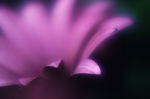 花瓣意境 花瓣背景 花瓣底纹