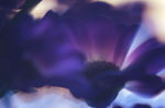花瓣意境 花瓣底纹 精美底纹