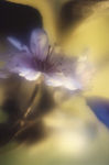 花瓣意境 花瓣背景 花瓣底纹