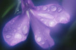 花瓣意境 花瓣背景 花瓣底纹