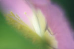 花瓣意境 花瓣背景 花瓣底纹