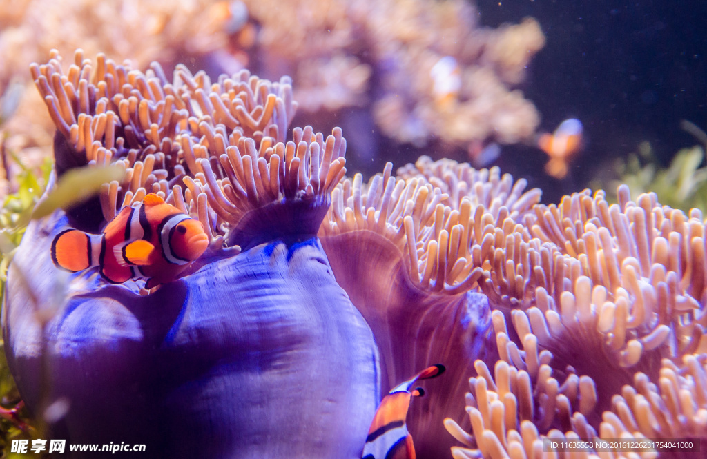 漂亮紫色珊瑚特写高清图片