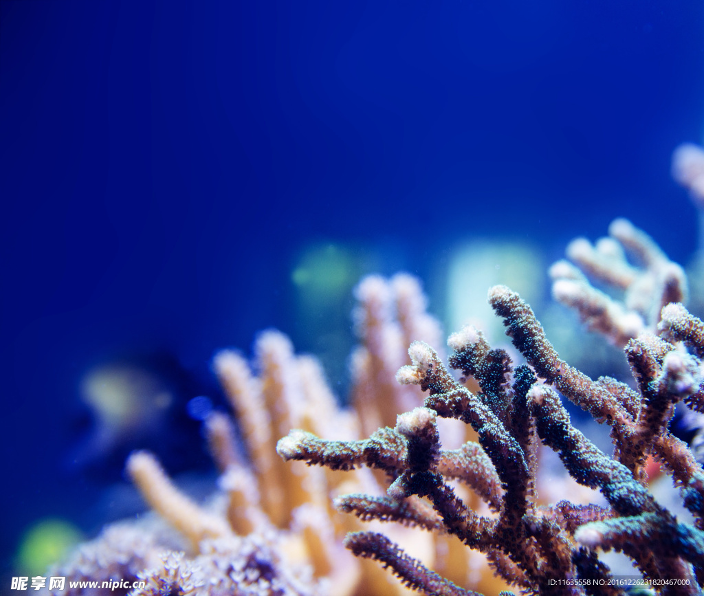 漂亮紫色珊瑚特写高清图片
