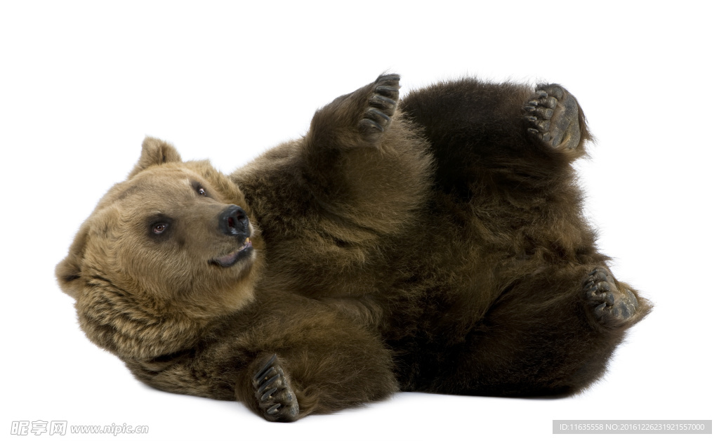 棕熊高清图片
