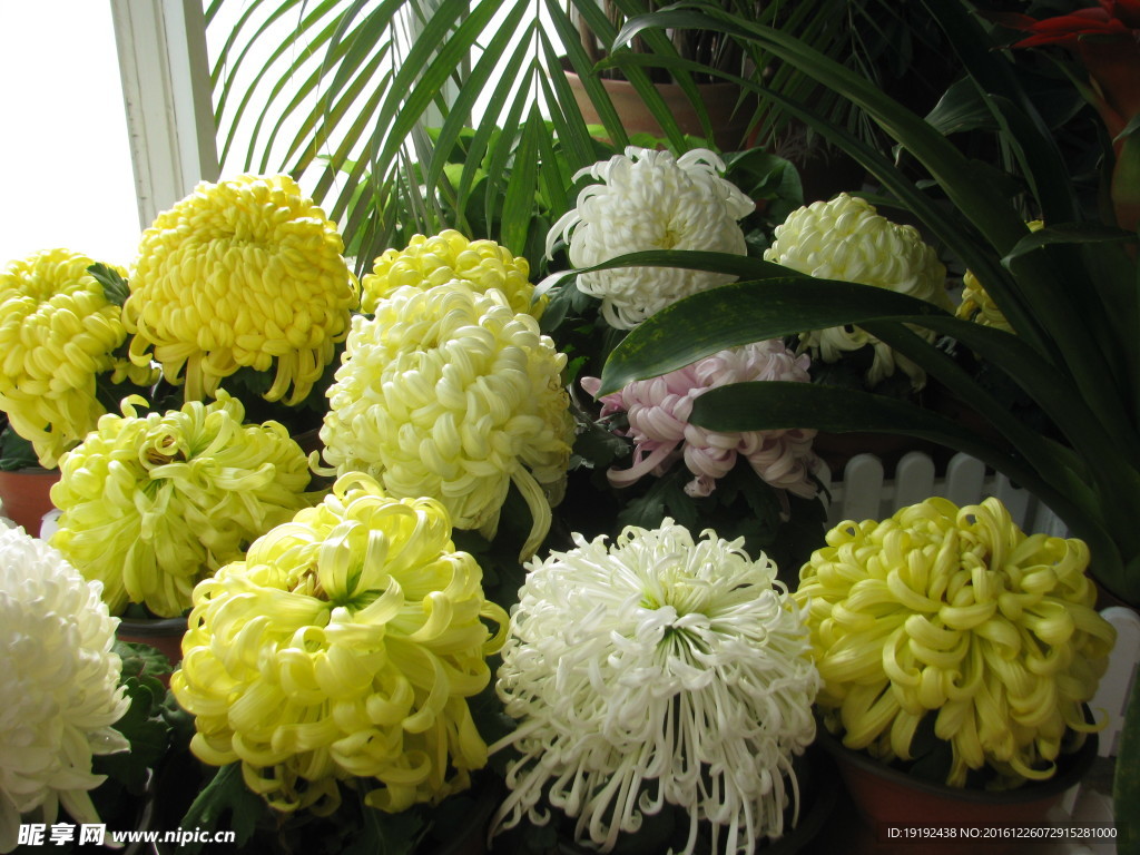 菊花