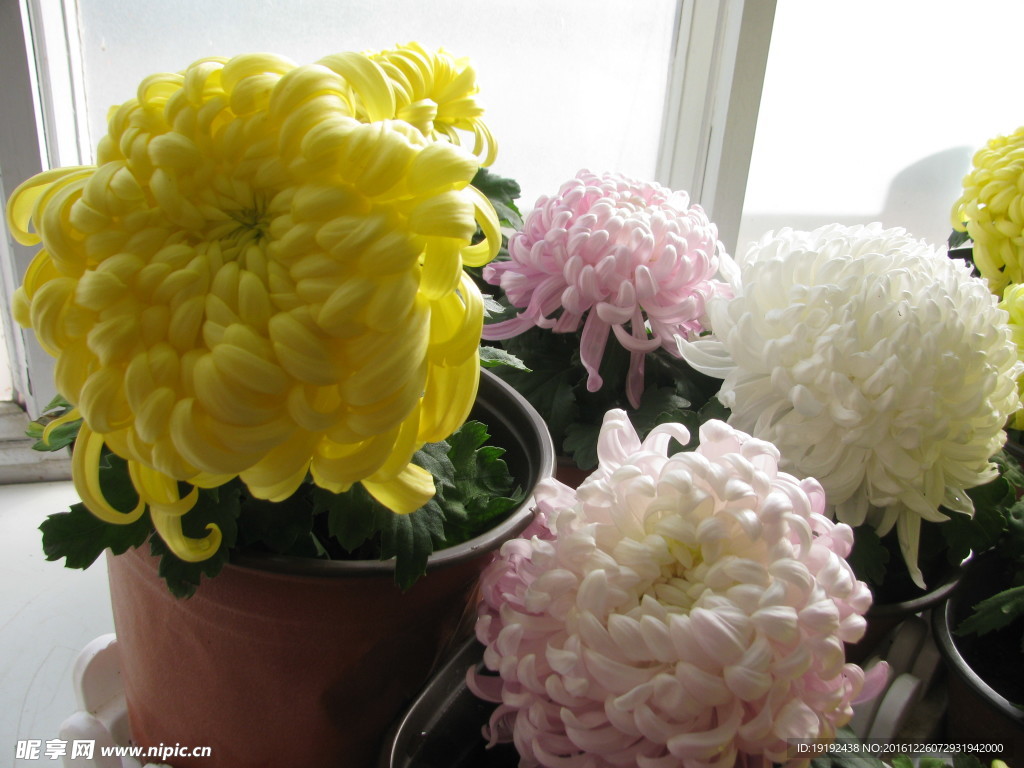 菊花
