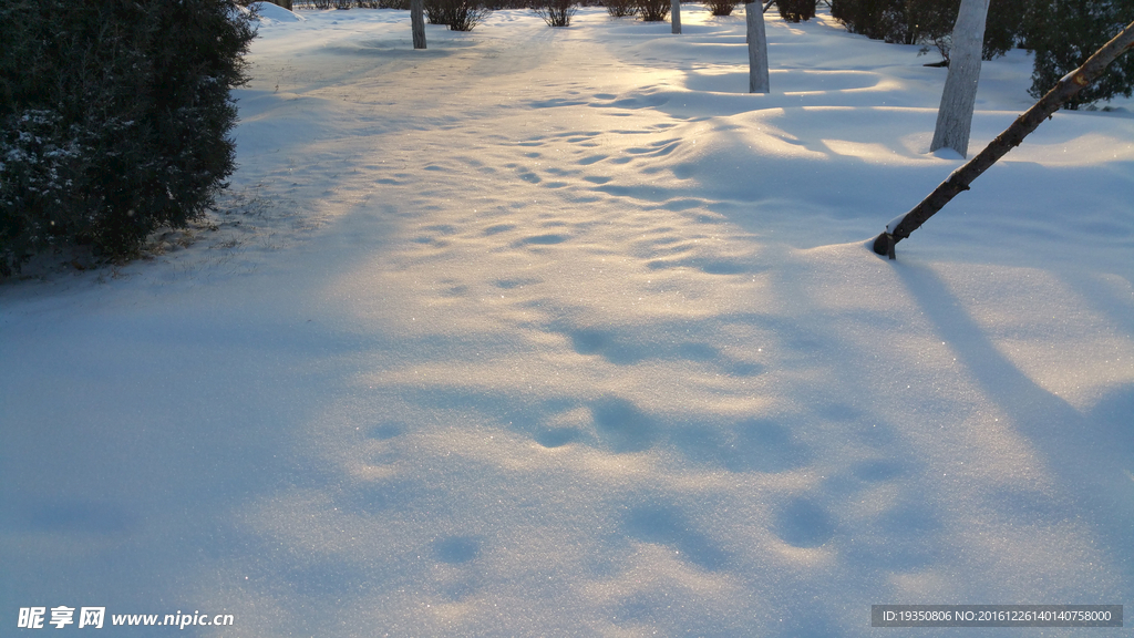 清晨 雪地上的阳光