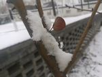 天津北宁公园雪景