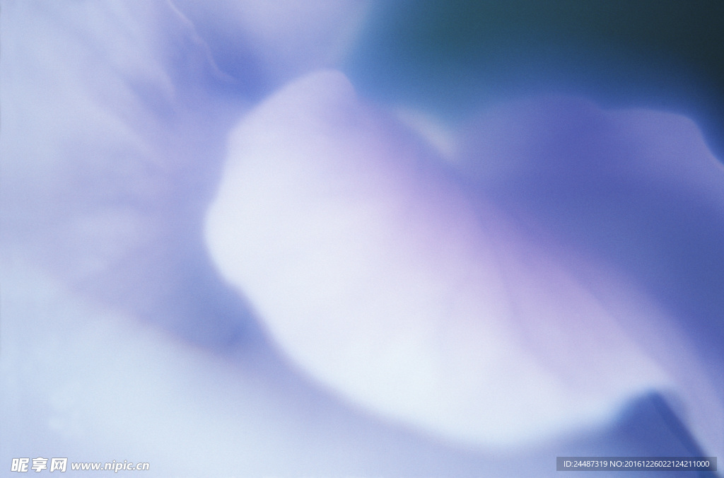 花瓣意境 花瓣背景 花瓣底纹