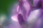 花瓣意境 花瓣背景 花瓣底纹